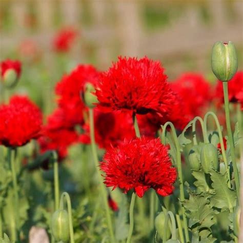 Papaver Paeoniflorum Oase Poppy Scarlet Red Oase Peony Poppy 100 Seeds