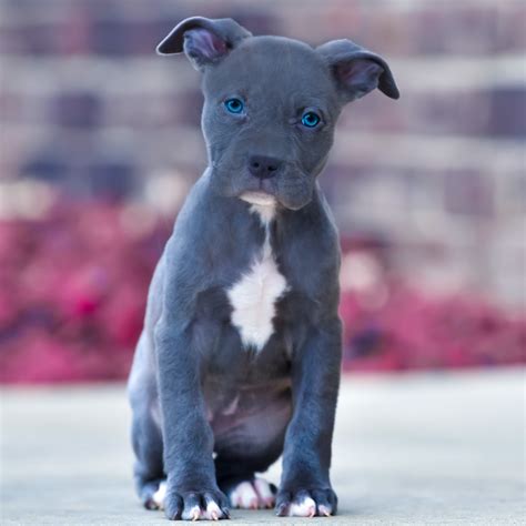 Legacy Memphis Blue Female 1 Blue Nose Pitbull Puppies For Sale