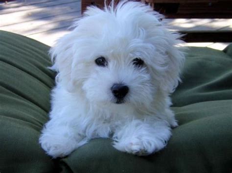 Best Maltipoo Haircuts | Maltipoo