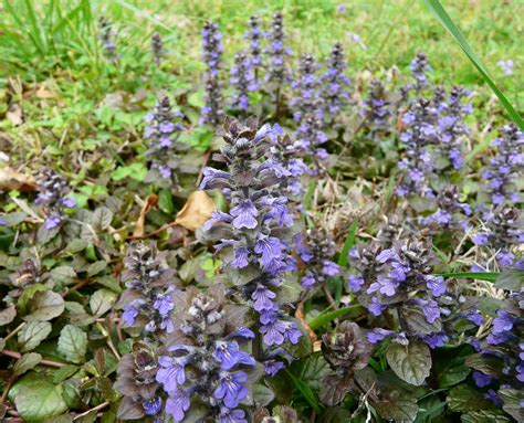 Wildflowers of Cuyahoga Valley National Park's Journal · iNaturalist