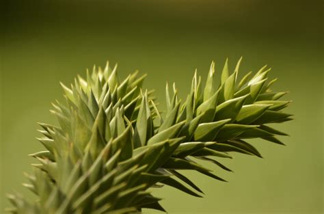 Free Images Tree Nature Branch Leaf Flower Green Botany Flora