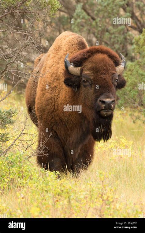 Bison, Theodore Roosevelt National Park-North Unit, North Dakota Stock ...