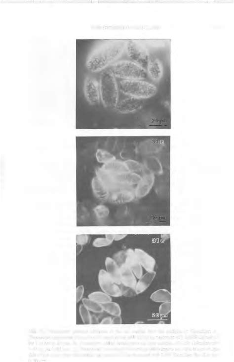 Fluorescent Patterns Observed At The Cell Surface After The Addition Of Download Scientific