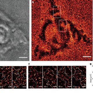 Single Molecule ECL Imaging Of Live Cells A Bright Field Image Of A