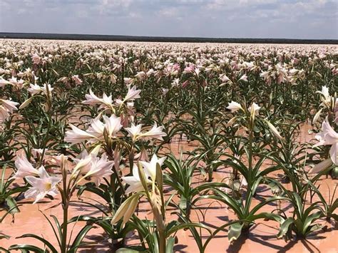 Spectacular Bloom Of Lilies On Namibias Sandhof Farm