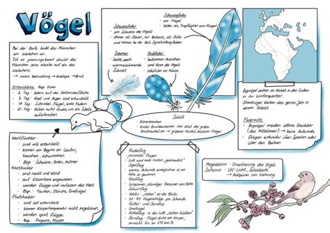 Sketchnote Vögel Unterrichtsmaterial in den Fächern Biologie