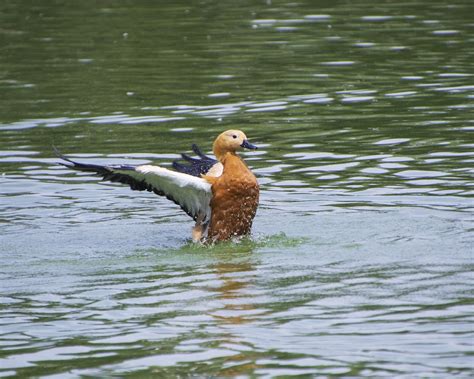 Tadorne Rousse Oiseau Canard Photo Gratuite Sur Pixabay Pixabay