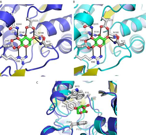 Ligand Induced Conformational Changes In A Thermophilic Ribose Binding