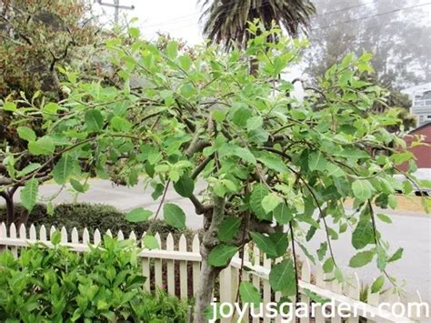 The Pruning Of A Weeping Pussy Willow