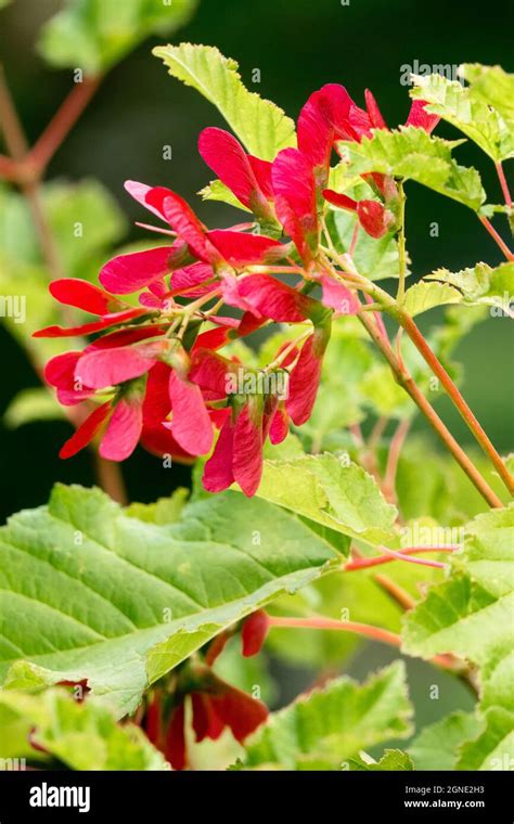 Acer Tataricum Hot Wings Maple Seeds Stock Photo Alamy