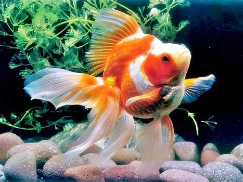 Budidaya Ikan Mas Koki Goldfish Untuk Pemula