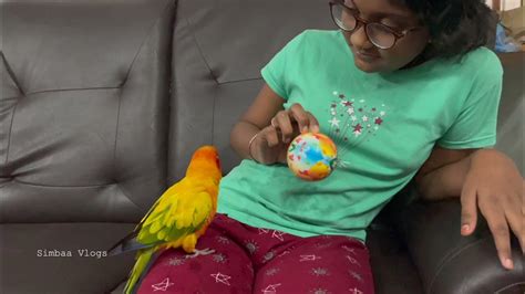 Sun Conure Feather Trimming Simbaa Vlogs Youtube