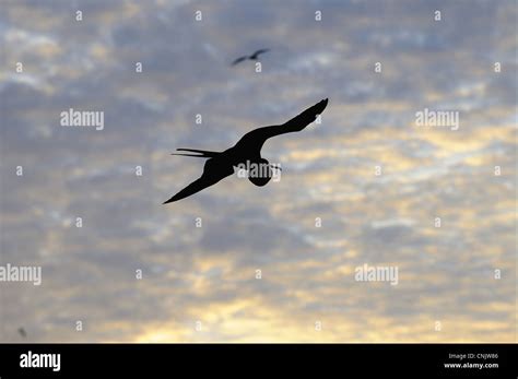 Magnificent Frigatebird Fregata Magnificens Adult Male Silhouetted