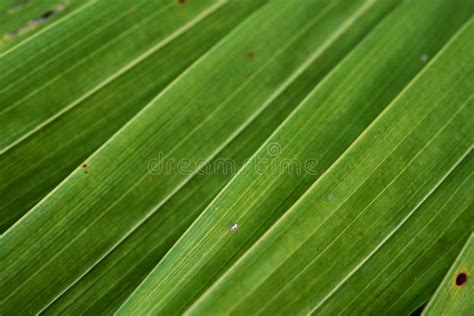 Green Areca Catechu Leaf Background Stock Photo - Image of light ...