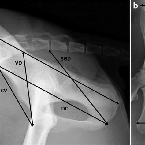 Measurements taken for pelvimetry: Pelvis, Eurasian lynx (Lynx lynx... | Download Scientific Diagram