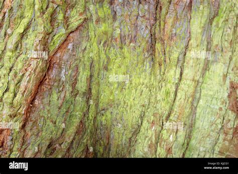 Old Tree Trunk Texture Stock Photo Alamy