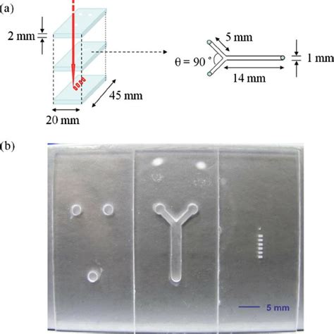 ͑ A ͒ Schematic Diagram Of Microfluidic Chip Containing Download