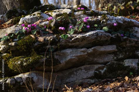 фиолетовые цветы, растущие на камнях Photos | Adobe Stock