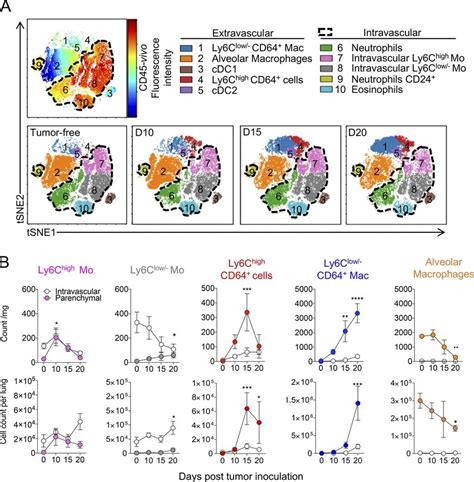 Lung Macrophage Subsets Differentially Accumulate During Tumor