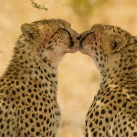 Kisses Animals Kissing Animals And Pets Funny Animals Cute Animals