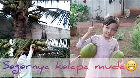 Gemes Liat Pohon Kelapa Buahnya Lebat Dan Pohonnya Gak Terlalu Tinggi