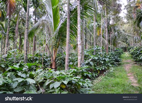 1,537 Coffee Plantation India Images, Stock Photos & Vectors | Shutterstock