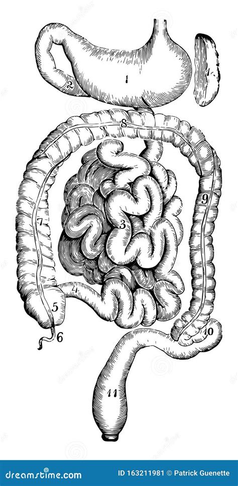 Stomach And Intestines Doodle Hand Drawn Vector Illustration Of Human