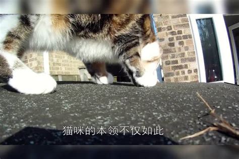 猫掉进了兔子窝，看到兔子就缩墙角了，镜头记录搞笑过程兔子墙角镜头