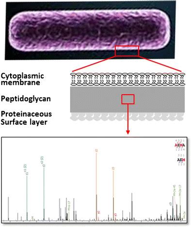 Graphical AbstractThe bacterial cell envelope includes plasma membrane ... 