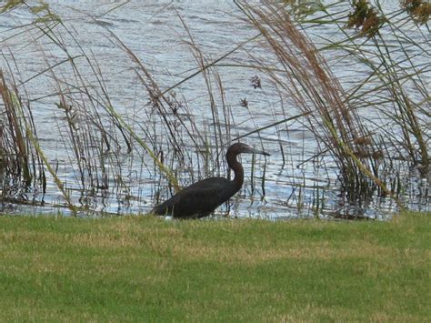 More Wildlife on the Ponds
