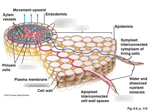 Root Cross Section Diagram Quizlet