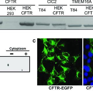 Cl À channel expression in HEK 293 and CFTR transfected HEK cells