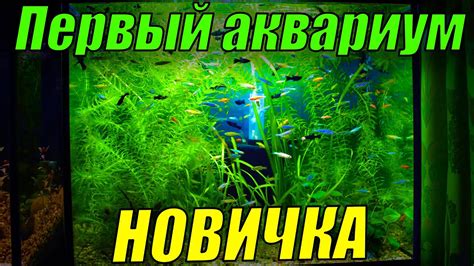 Для новичков в аквариумистике! Запуск первого аквариума! - YouTube