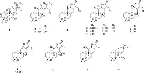 Ent Abietane Diterpenoids And Their Probable Biogenetic Precursors