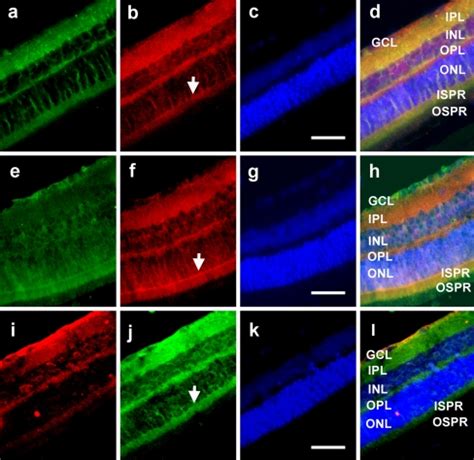 Immunofluorescent Double Labeling Of Radial Sections Of Rat Retina A D