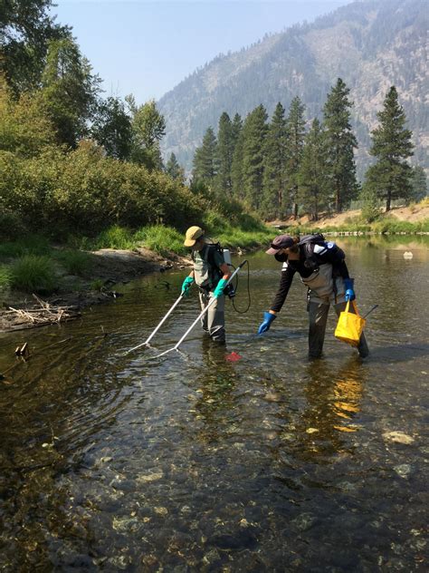 Pacific Lamprey Conservation Initiative | Collaborative conservation of ...