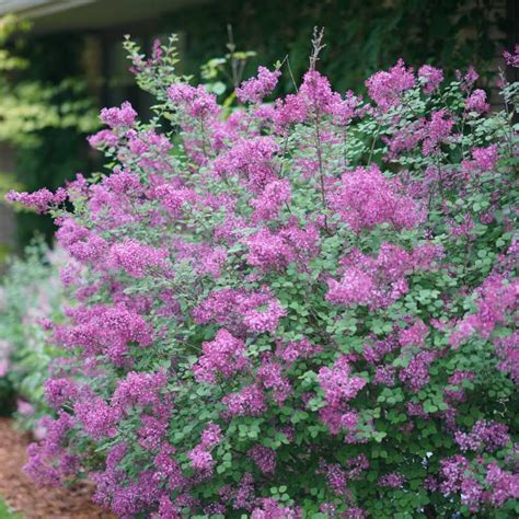 Lilac Bloomerang Dwarf Purple Proven Winner Ash S Garden Farm