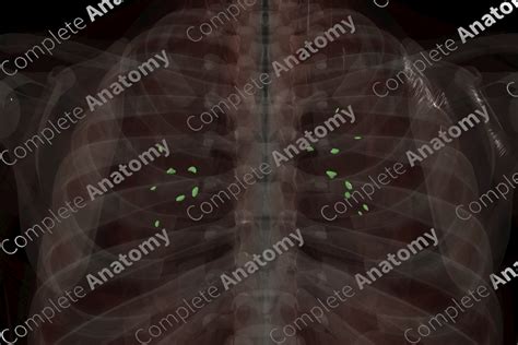 Pulmonary Lymph Nodes | Complete Anatomy