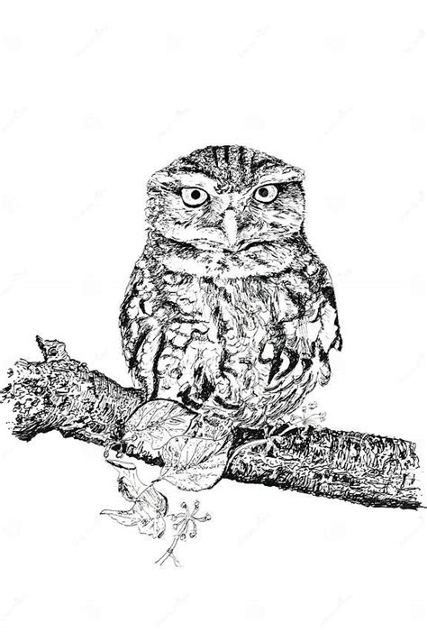 The Tawny Owl Stock Illustration Illustration Of Nature 507531