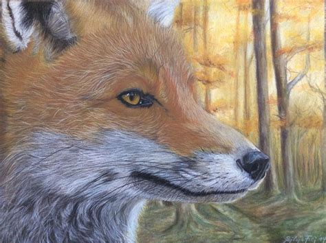 Auf Streifzug Buntstiftzeichnung Tierwelt Portrait Fuchs Von Silvia