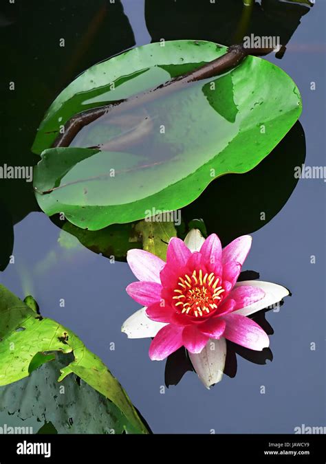 blossom lotus flower in japanese pond Stock Photo - Alamy