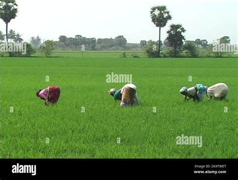 Rice farming in Tamil Nadu India Stock Video Footage - Alamy