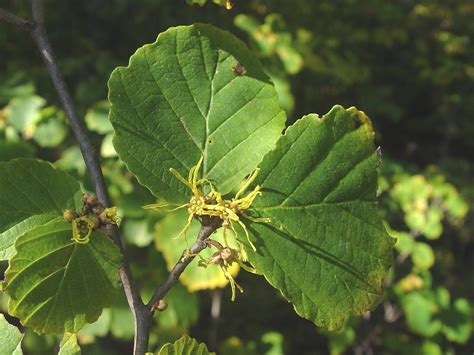 Hamamelis Virginiana American Witch Hazel Go Botany