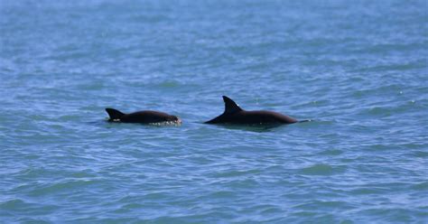 Scientists Catch Rare Glimpses of the Endangered Vaquita - The New York ...