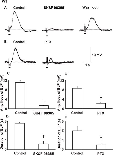 Figure 2 From Evidence For M2 And M3 Muscarinic Receptor Involvement In