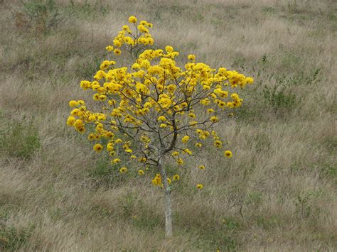 Gomes JB Ipê amarelo Tabebuia chrysotricha