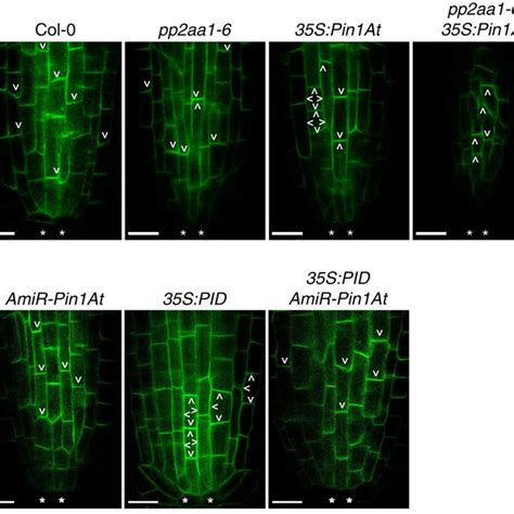 A Proposed Model Of Regulation Of Pin Subcellular Localization And