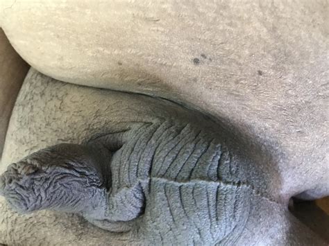 Small Dick Chubby Dildo Anal Amateur Pics XHamster