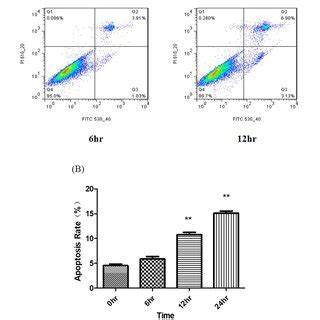 Formation Of Autophagosomes In Chondrocytes Treated With TM Formation