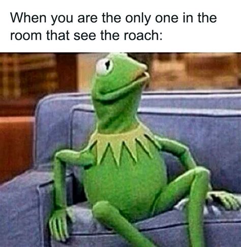 55 Kermit The Frog Memes That Might Make Your Day